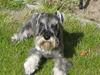 Dvaergschnauzer Luffe - Klondaikes Ohio + R.I.P