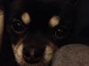 Chihuahua Chili