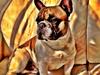 Fransk bulldog Cæsar