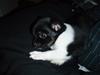 Chihuahua Sofus