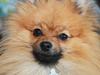 Pomeranian Anes Emil-Balou