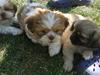 Shih tzu Bella