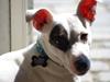 Jack russell terrier Bandit