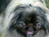 Pekingeser Sille RIP [ Himmelhund]