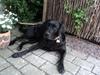 Labrador retriever King