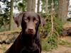 Labrador retriever Cocio