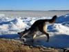 Finsk hyrdehund Ráddna