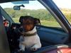 Jack russell terrier Gismo