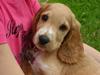 Cocker spaniel Chica