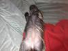 Fransk bulldog Cindy