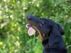 Beauceron Blackbossys Ayden