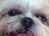 Shih tzu Louis  [Tidl. hund]