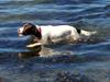 Field Trial spaniel Merle
