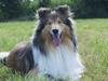 Collie langhåret Luca