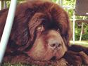 Newfoundlænder Elvis