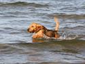 Basset fauve de bretagne Charlie