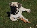 Mops Angel