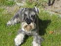 Dvaergschnauzer Luffe - Klondaikes Ohio + R.I.P