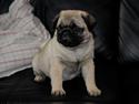 Mops ALMA