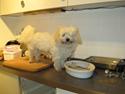 Coton de tulear Bounty