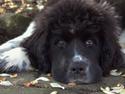 Newfoundlænder Ronja