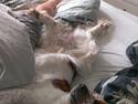 Welsh springer spaniel Flicka †