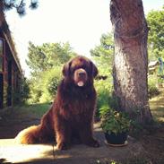 Newfoundlænder Elvis