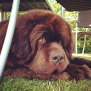 Newfoundlænder Elvis