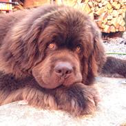 Newfoundlænder Elvis