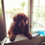 Newfoundlænder Elvis