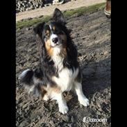 Australian shepherd Chili