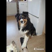 Australian shepherd Chili