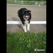 Australian shepherd Chili