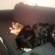 Blanding af racer Mowgli