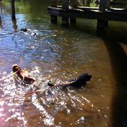 Blanding af racer Mowgli