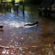 Blanding af racer Mowgli