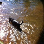 Blanding af racer Mowgli