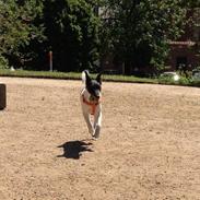 Glathåret foxterrier Pixie (lufter)