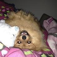Pomeranian Cocio Topsy