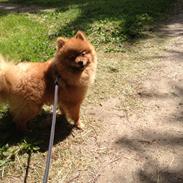 Pomeranian Cocio Topsy