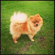 Pomeranian Cocio Topsy