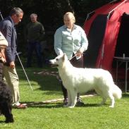 Hvid Schweizisk Hyrdehund MTM Qing Quicksilver