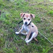 Blanding af racer Mille