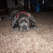 Cane corso Silke