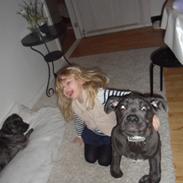 Cane corso Silke