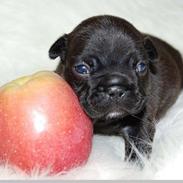 Fransk bulldog Aabech Immortelle of Floyd Kiki