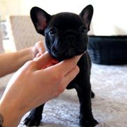 Fransk bulldog Aabech Immortelle of Floyd Kiki