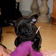Fransk bulldog Aabech Immortelle of Floyd Kiki