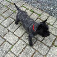 Cairn terrier "Sille"