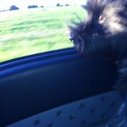 Cairn terrier "Sille"